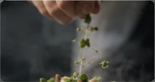 Herbs falling from a hand over the dish.